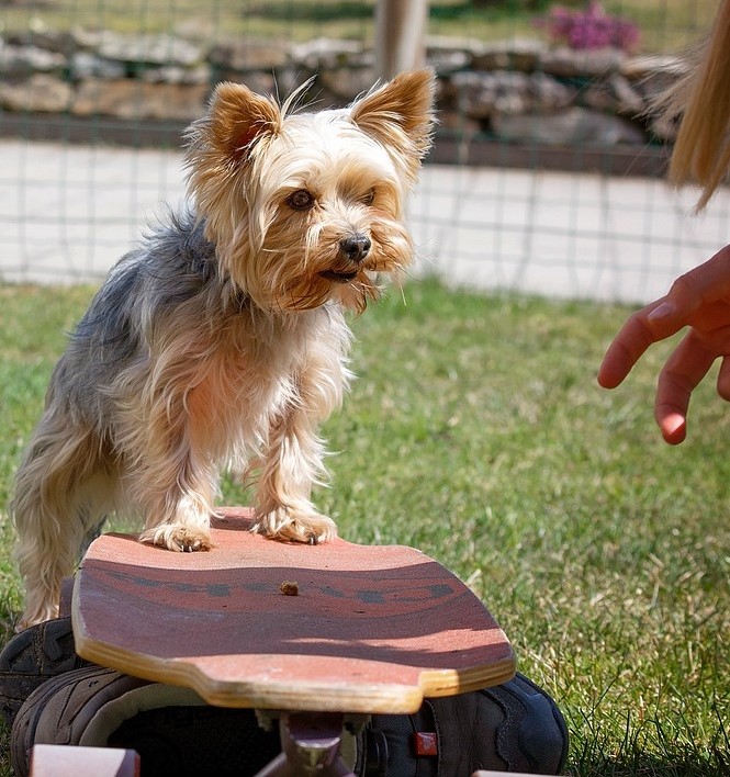 Hundetraining