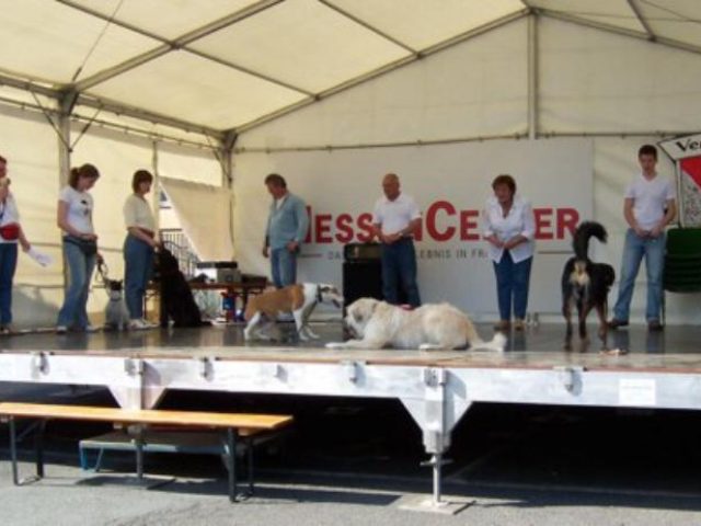 Altstadtfest Bergen – Foto 2