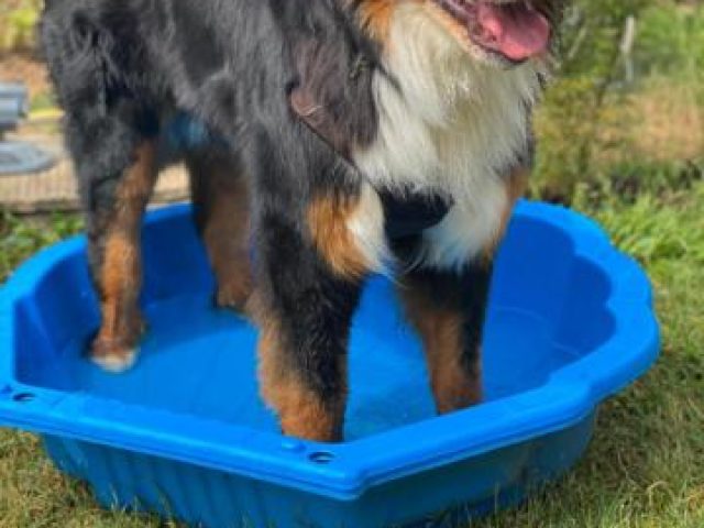 Baden – Foto 4