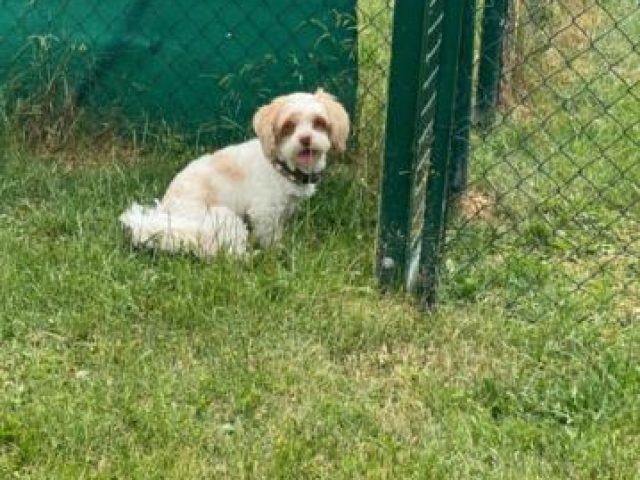 Baden – Foto 5