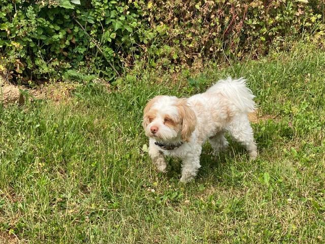 Baden – Foto 11