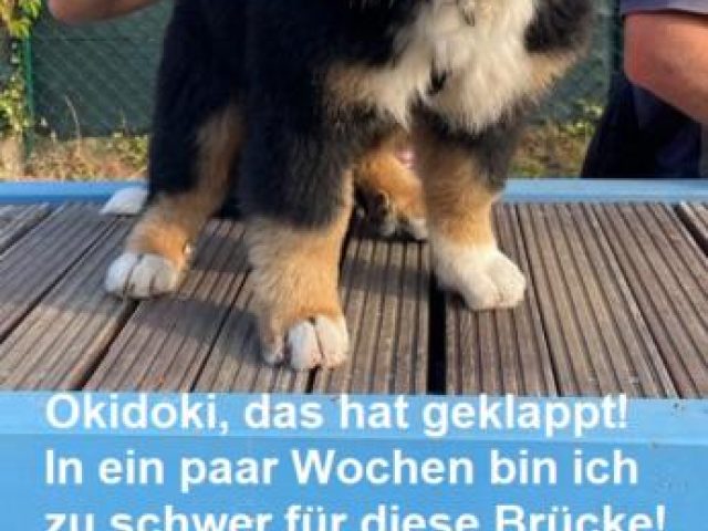 Welpen 2022 – Foto 2