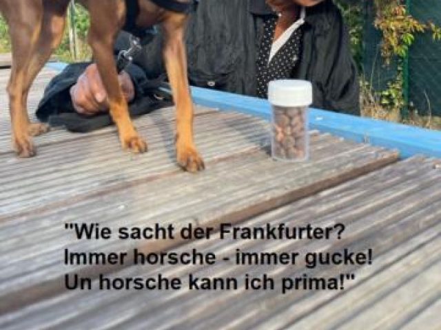 Welpen 2022 – Foto 5